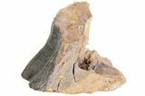 Rooted Triceratops Tooth - South Dakota #73877-1